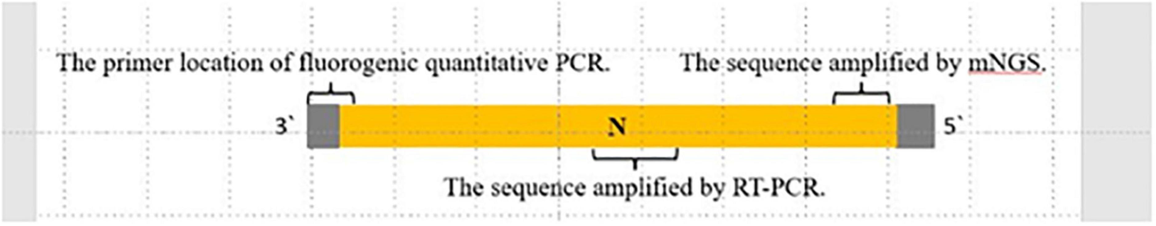 Metagenomic next-generation sequencing for the etiological diagnosis of rabies virus in cerebrospinal fluid